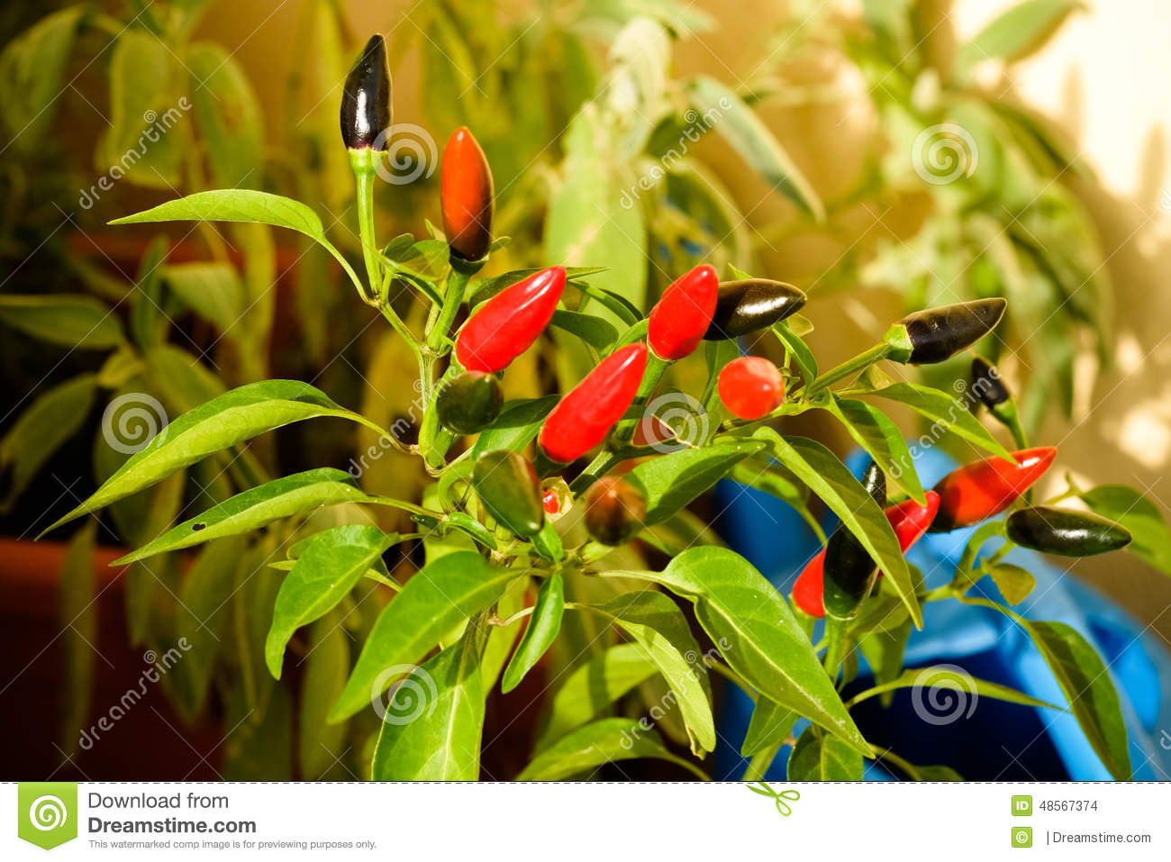 2013杭州萧山区小升初：名小学未必能直升名初中：kycom(图2)