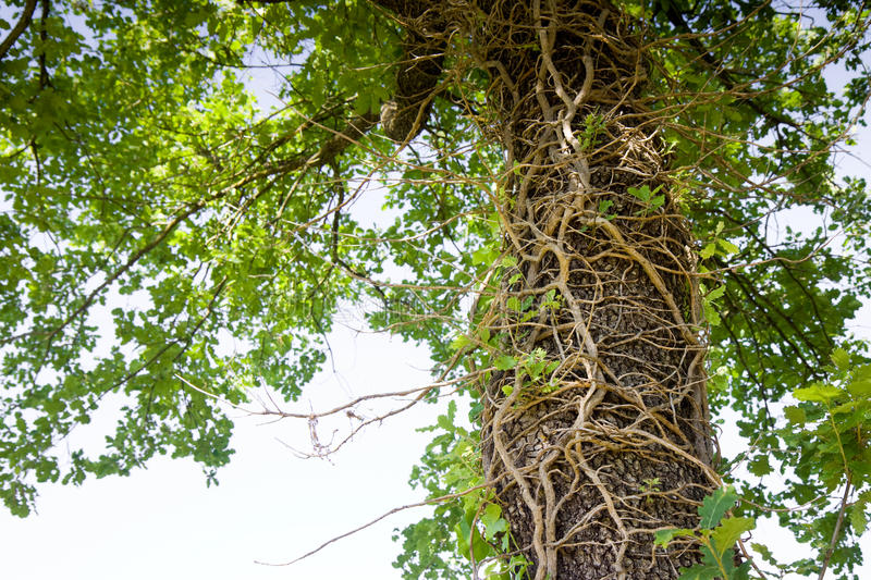 ky.com|华师大二附中闵行校区全面招考信息（招生择校、招生简章等）2013上海闵行区小升初(图2)