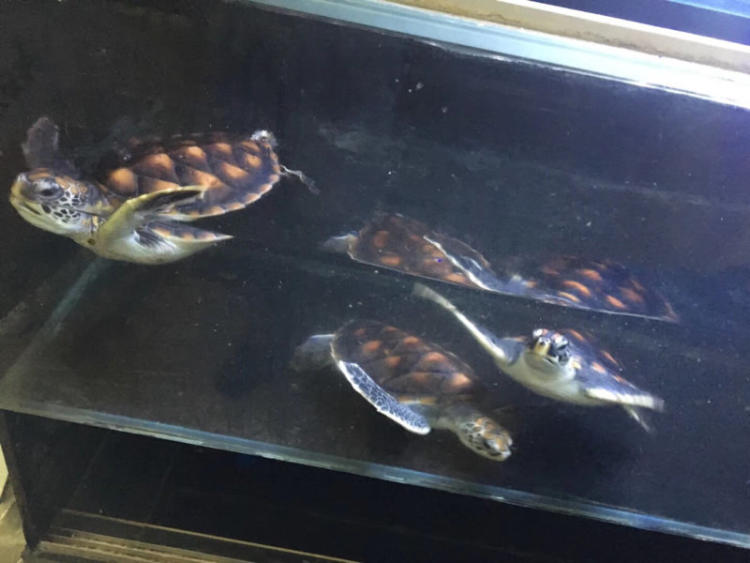 kycom_2017成都嘉祥外国语学校北城分校转学生招生及收费(图2)